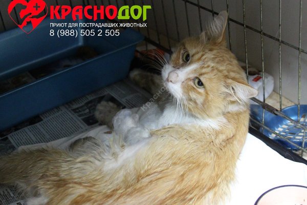 Даркнет официальный сайт вход