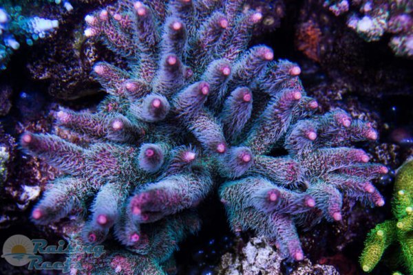 Kraken ссылки актуальные 2025 г