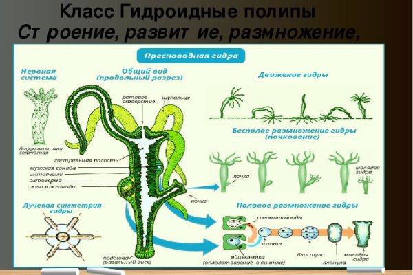 Кракен официальный сайт онион